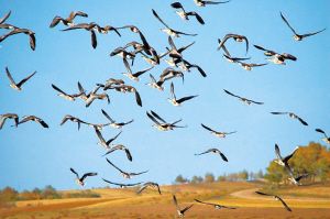 鴻雁在閃電河濕地上空翩翩起舞